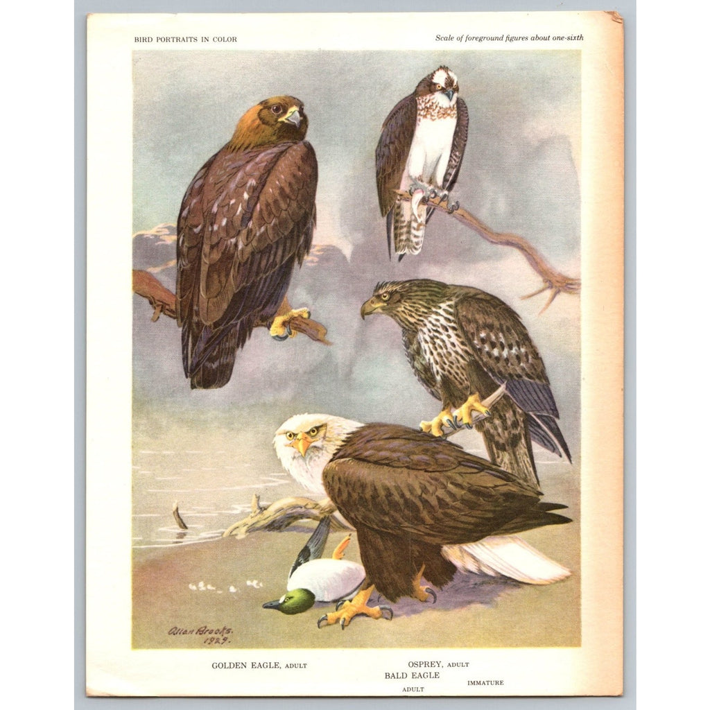 Allan Brooks Golden Eagle Osprey Bald Eagle Bird Art Print 1960 Vintage