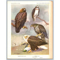 Allan Brooks Golden Eagle Osprey Bald Eagle Bird Art Print 1960 Vintage