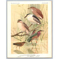 1960 Herons & Bitterns Bird Print Vintage Ornithology Art Unframed