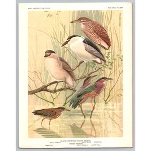1960 Herons & Bitterns Bird Print Vintage Ornithology Art Unframed