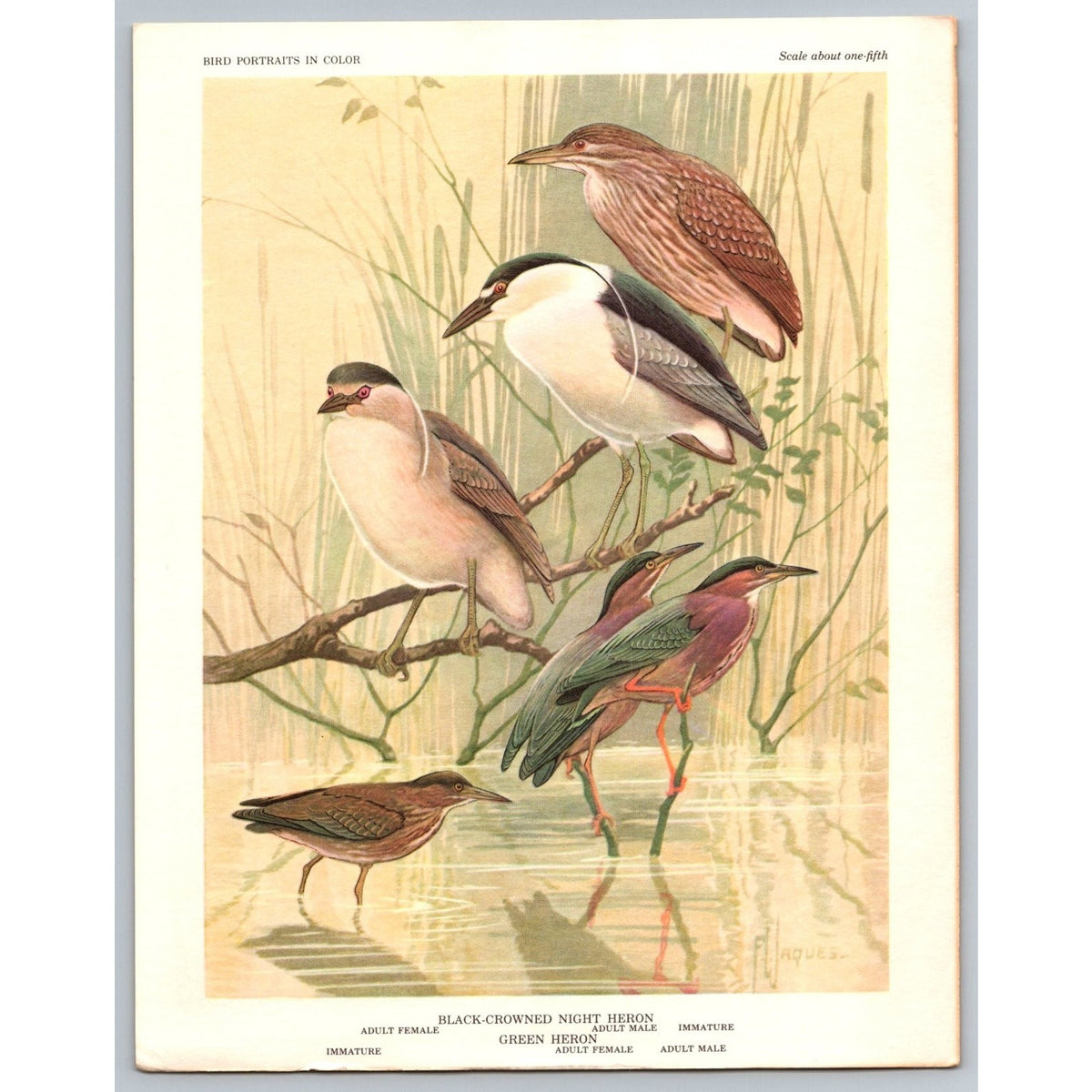 1960 Herons & Bitterns Bird Print Vintage Ornithology Art Unframed