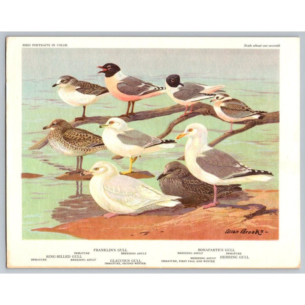 Allan Brooks Gulls Terns Bird Art Print Vintage 1960 Offset Lithograph
