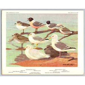 Allan Brooks Gulls Terns Bird Art Print Vintage 1960 Offset Lithograph