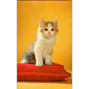 Vintage Postcard White Gray Brown Kitten Cat Sitting On Pillow Chandoha