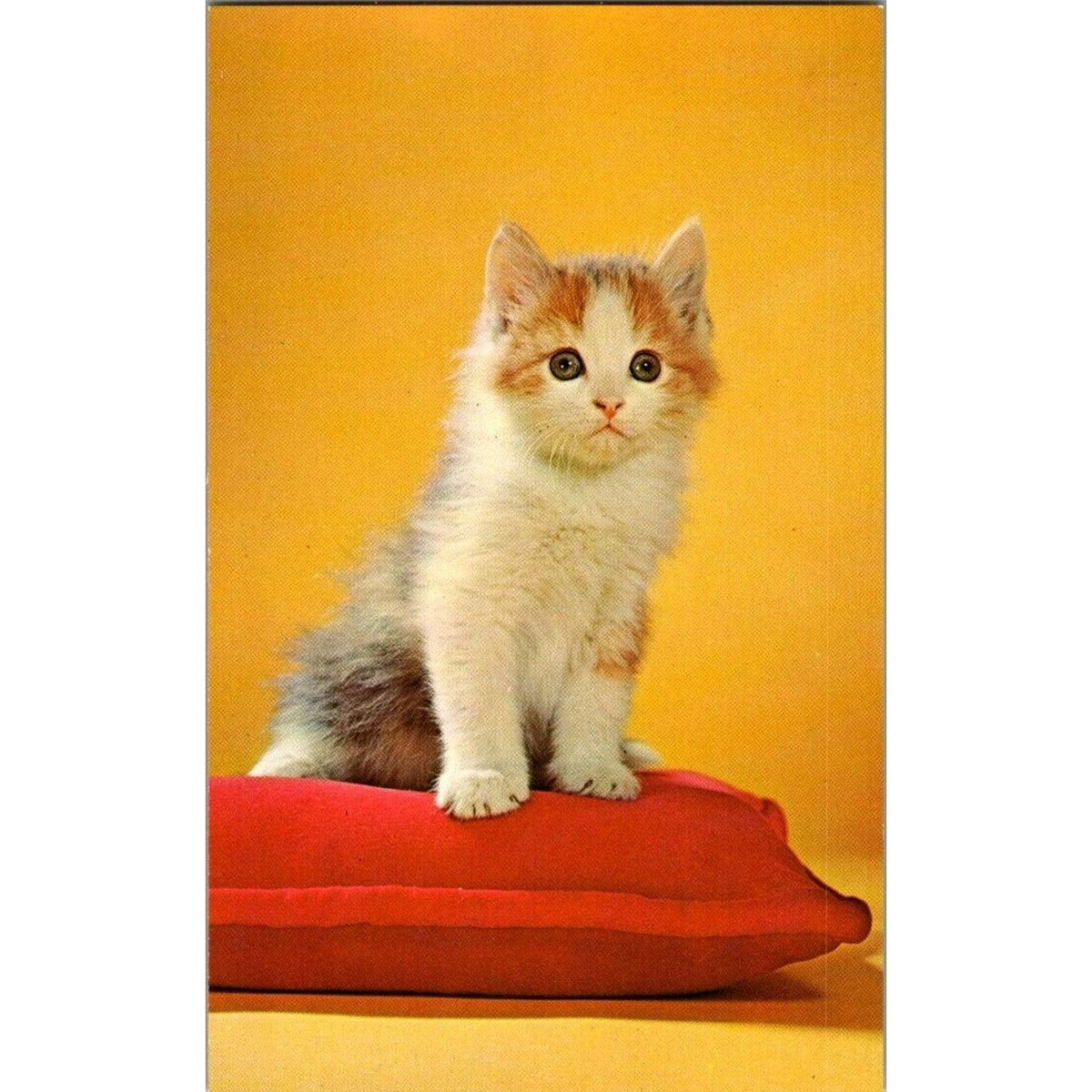 Vintage Postcard White Gray Brown Kitten Cat Sitting On Pillow Chandoha