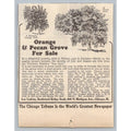 1931 Chicago Tribune Print Ad Mississippi Orange Pecan Grove
