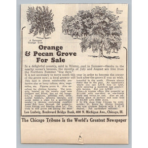 1931 Chicago Tribune Print Ad Mississippi Orange Pecan Grove