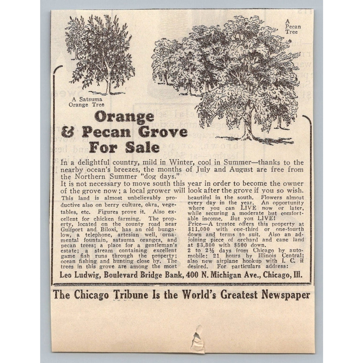 1931 Chicago Tribune Print Ad Mississippi Orange Pecan Grove