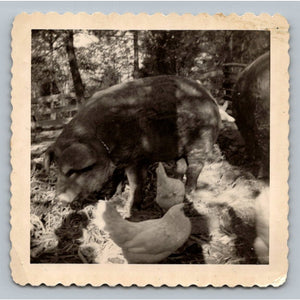 Pig & Chickens 1940s Mid-Century Snapshot Photograph Farm Rural Americana Hog