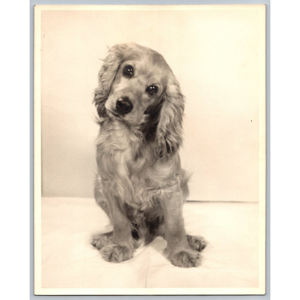 Cocker Spaniel Dog 1950s Snapshot Photograph Animal Pet Studio Portrait