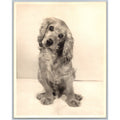 Cocker Spaniel Dog 1950s Snapshot Photograph Animal Pet Studio Portrait