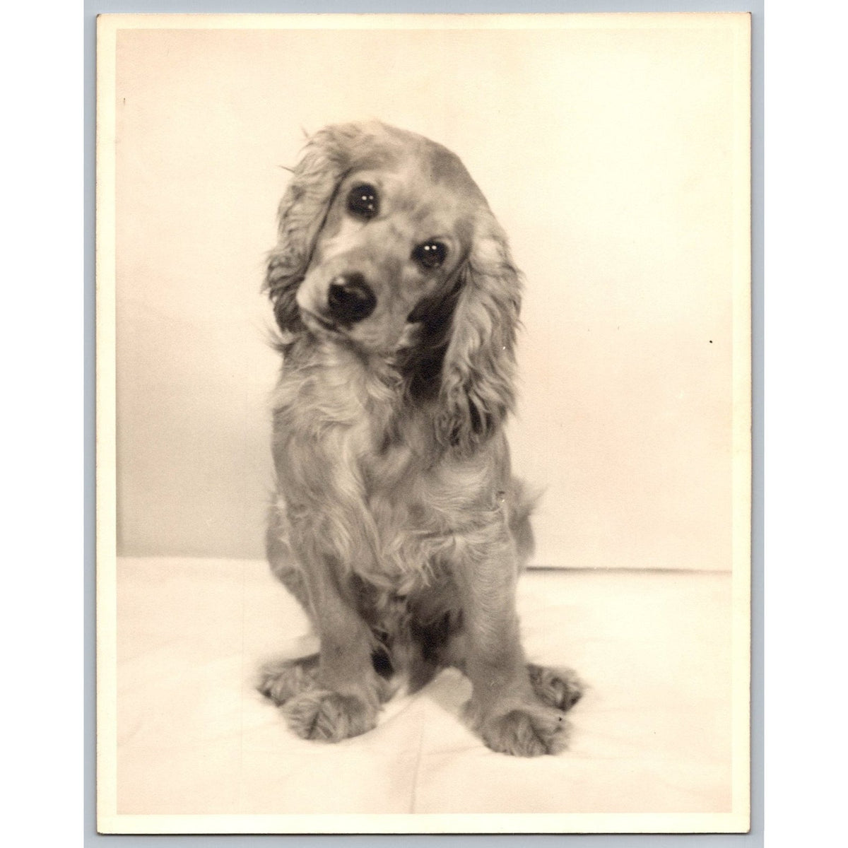 Cocker Spaniel Dog 1950s Snapshot Photograph Animal Pet Studio Portrait