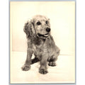 MCM Cocker Spaniel Dog Portrait 1950s Silver Gelatin Print Vintage Pet