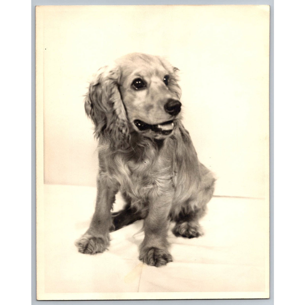 MCM Cocker Spaniel Dog Portrait 1950s Silver Gelatin Print Vintage Pet