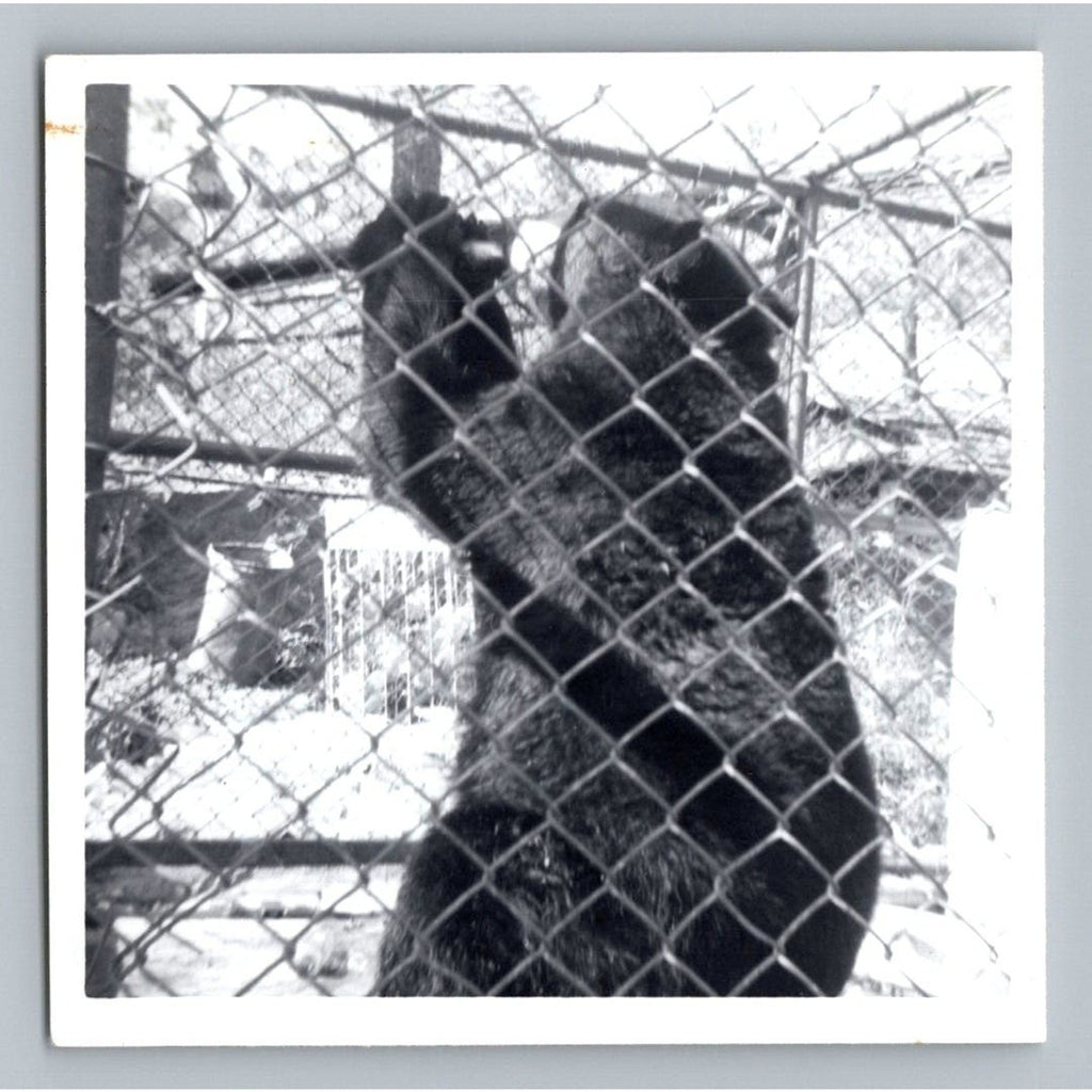 Black Bear Zoo 1950s Snapshot Photograph Animal Cage Wildlife Vintage