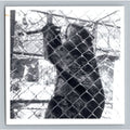 Black Bear Zoo 1950s Snapshot Photograph Animal Cage Wildlife Vintage