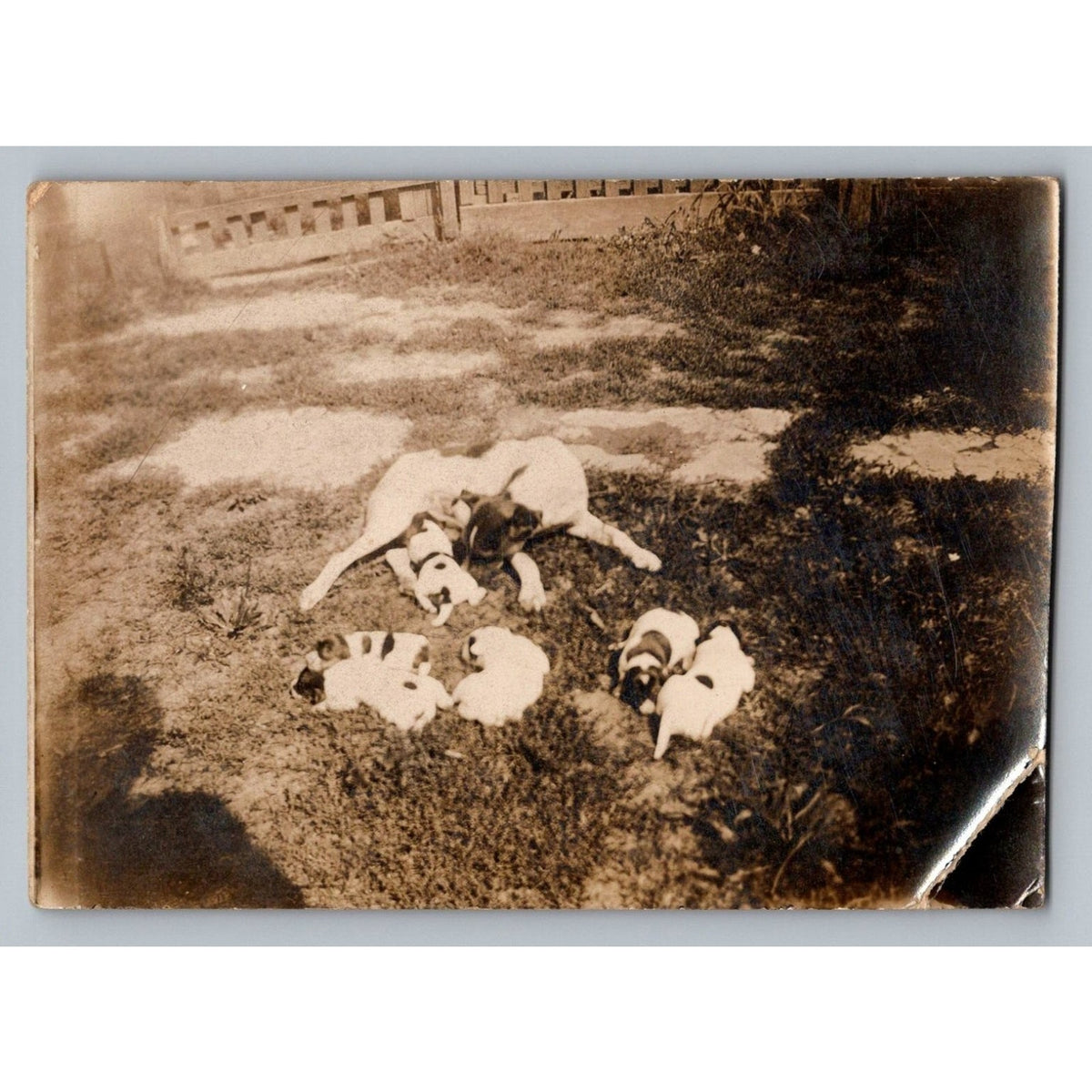 Vintage RPPC Real Photo Postcard Dogs & Puppies Outdoor Yard Scene