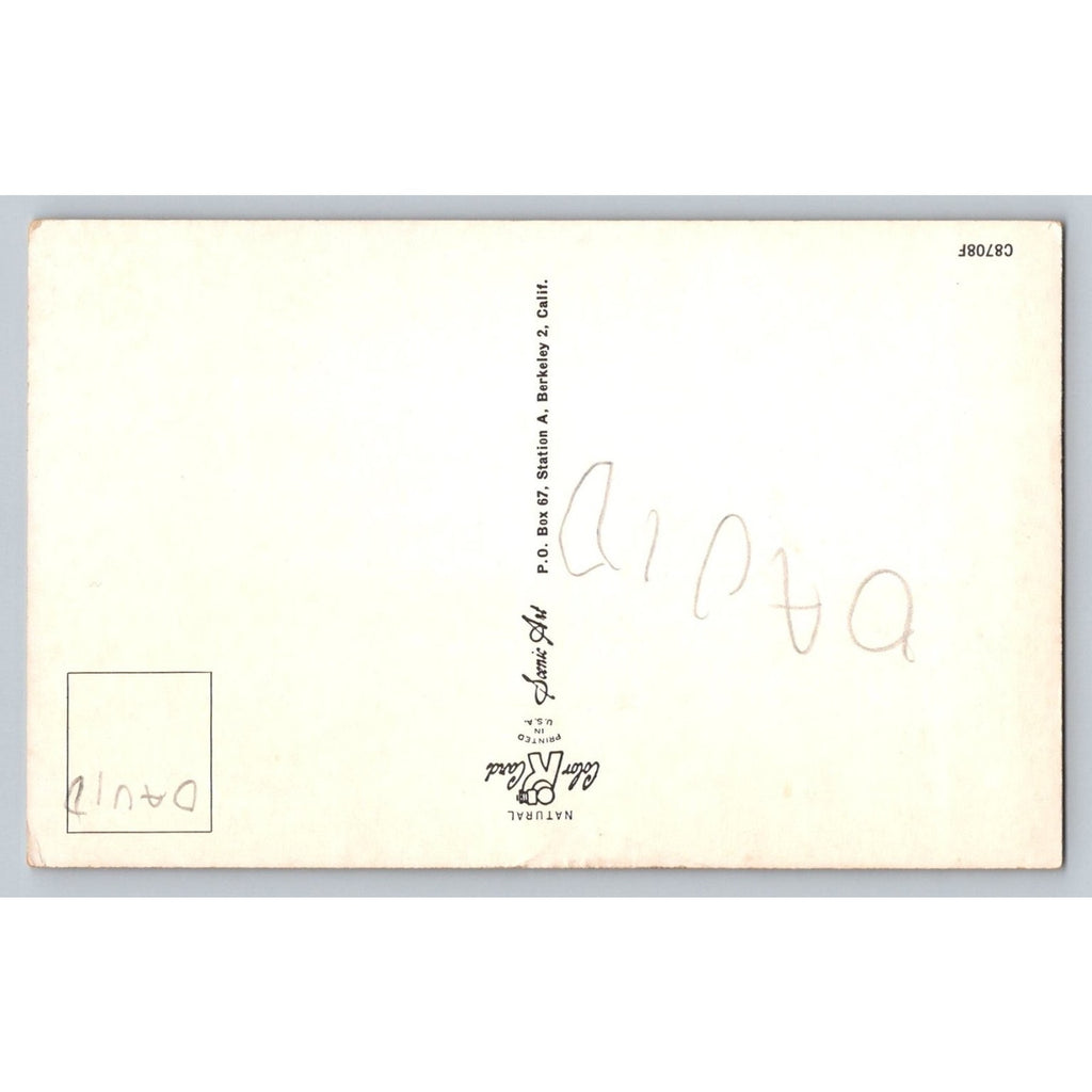 Humorous Frog Postcard WHY DON'T YOU WRITE BEFORE I CROAK Comic Art